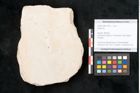 Foto (Objekt + Etikett) von Smilax sp. (NHMW-GEO-2024-0188-11476)